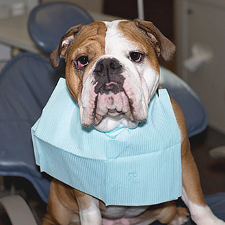 dental therapy dog
