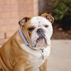 Sherman
